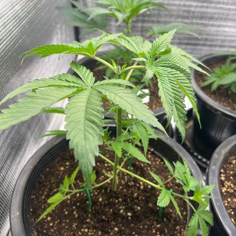 Blackcherry punch growlog timeline photo