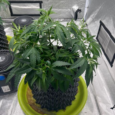 Strawberry Pave #Comp Genetic #Overfarm growlog timeline photo