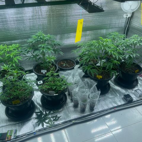 Freebies Mandarin cookies x Mandarin Zkittz #2 growlog timeline photo