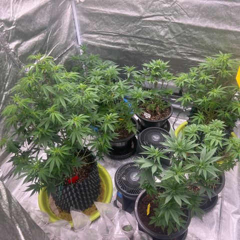 Blackcherry punch growlog timeline photo