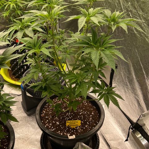 Blackcherry punch growlog timeline photo