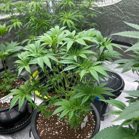Forbidden Cake growlog timeline photo