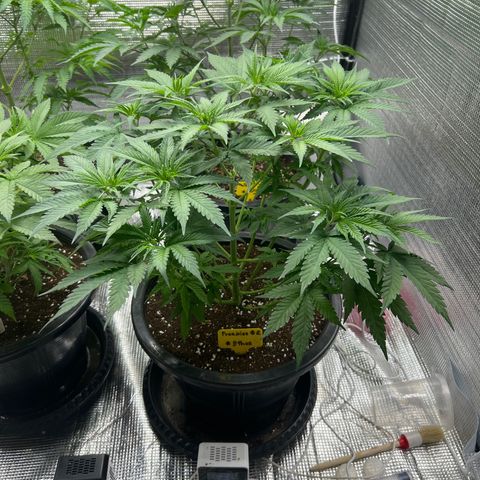 Freebies Mandarin cookies x Mandarin Zkittz #2 growlog timeline photo