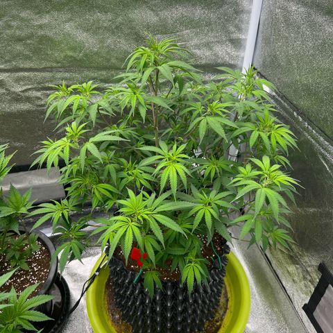Strawberry Pave #Comp Genetic #Overfarm growlog timeline photo