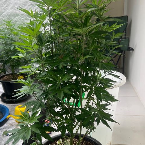 Blackcherry punch growlog timeline photo