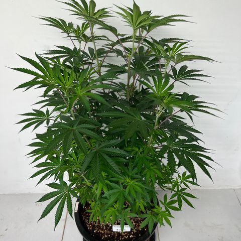 Forbidden Cake growlog timeline photo