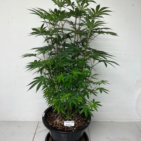 Forbidden Cake growlog timeline photo