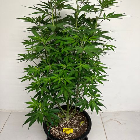Blackcherry punch growlog timeline photo