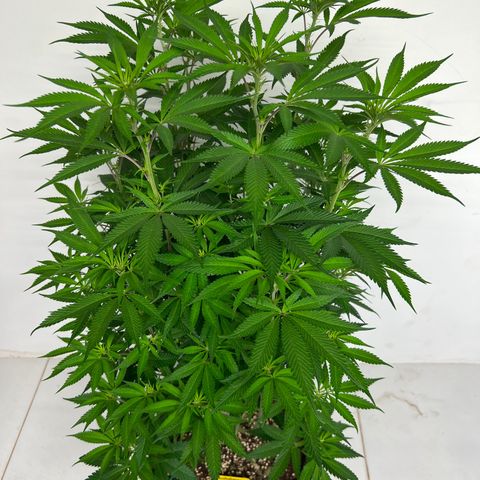 Blackcherry punch growlog timeline photo