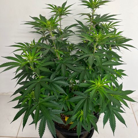 Freebies Mandarin cookies x Mandarin Zkittz #2 growlog timeline photo