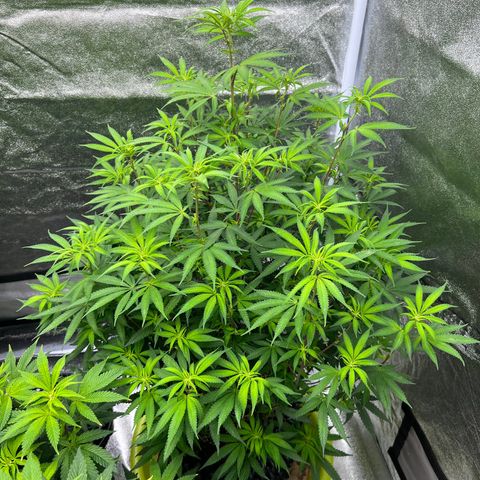 Strawberry Pave #Comp Genetic #Overfarm growlog timeline photo