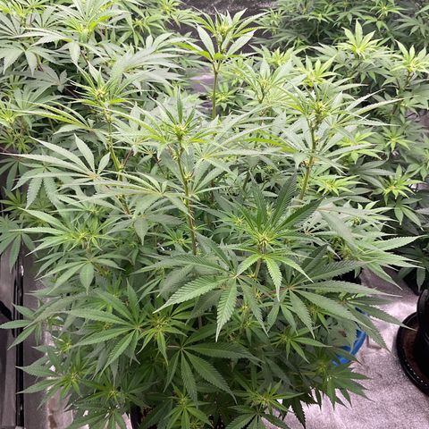 Blackcherry punch growlog timeline photo