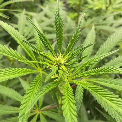 Blackcherry punch growlog timeline photo