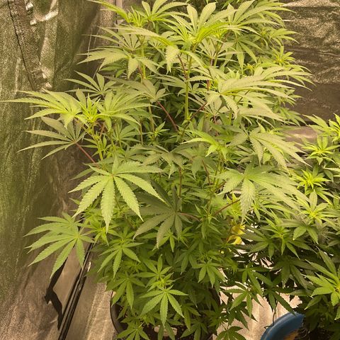 Forbidden Cake growlog timeline photo