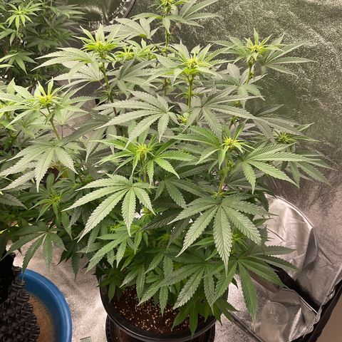 Freebies Mandarin cookies x Mandarin Zkittz #2 growlog timeline photo
