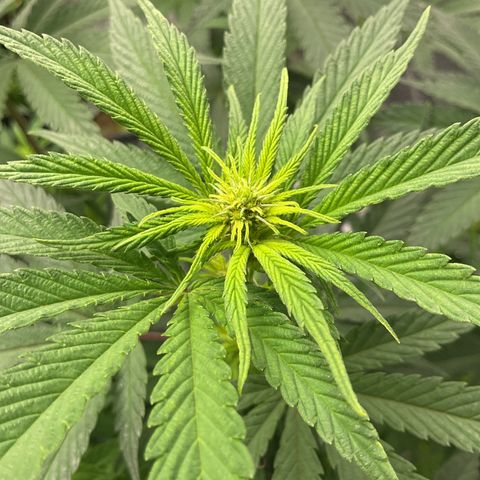 Freebies Mandarin cookies x Mandarin Zkittz #2 growlog timeline photo