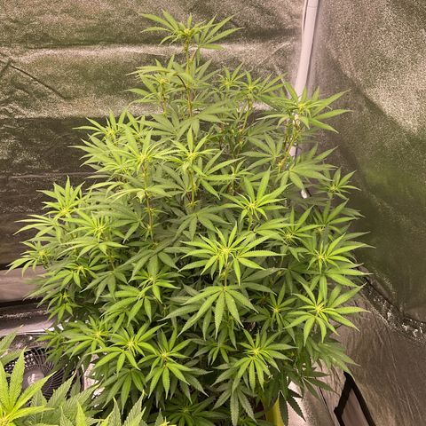 Strawberry Pave #Comp Genetic #Overfarm growlog timeline photo