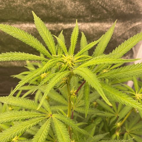Strawberry Pave #Comp Genetic #Overfarm growlog timeline photo