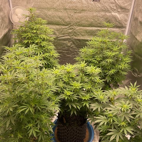 Blackcherry punch growlog timeline photo