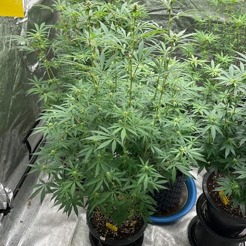 Blackcherry punch growlog timeline photo