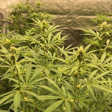 Blackcherry punch growlog timeline photo