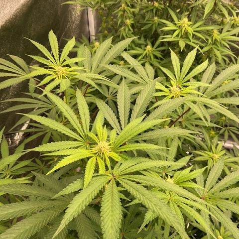 Forbidden Cake growlog timeline photo