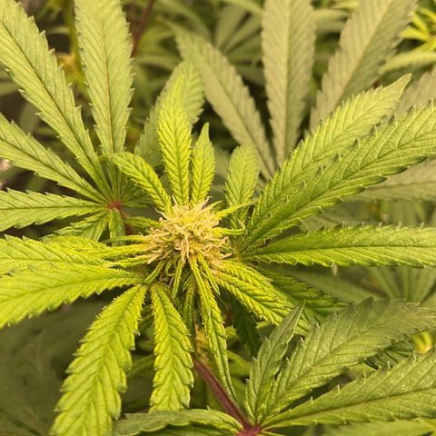 Forbidden Cake growlog timeline photo