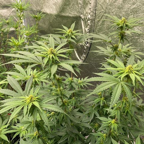 Freebies Mandarin cookies x Mandarin Zkittz #2 growlog timeline photo