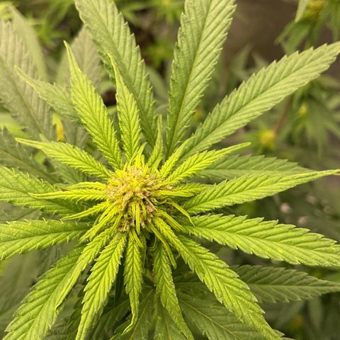 Freebies Mandarin cookies x Mandarin Zkittz #2 growlog timeline photo