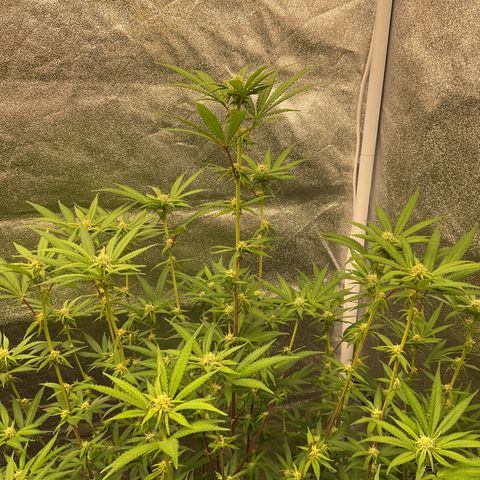 Strawberry Pave #Comp Genetic #Overfarm growlog timeline photo