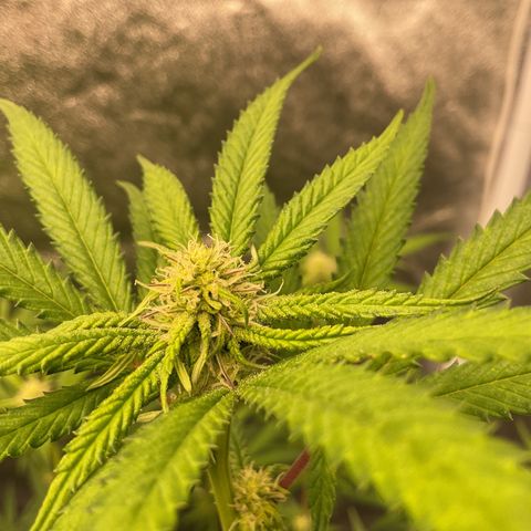 Strawberry Pave #Comp Genetic #Overfarm growlog timeline photo