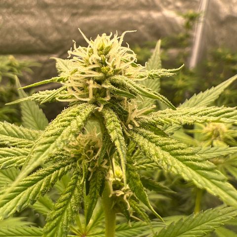 Blackcherry punch growlog timeline photo