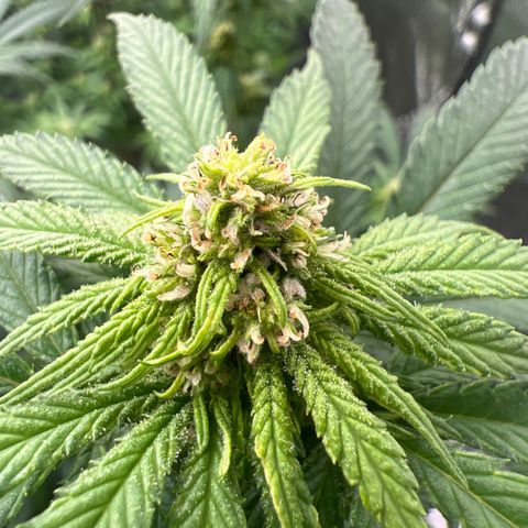 Freebies Mandarin cookies x Mandarin Zkittz #2 growlog timeline photo