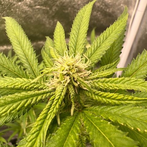 Strawberry Pave #Comp Genetic #Overfarm growlog timeline photo