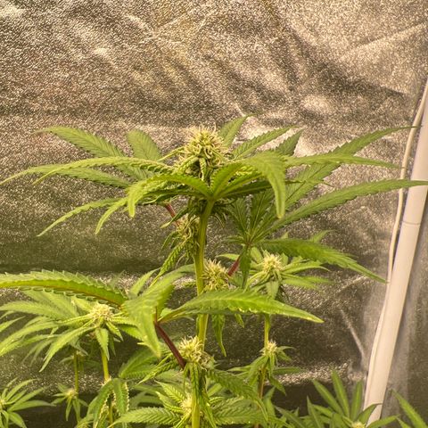 Strawberry Pave #Comp Genetic #Overfarm growlog timeline photo