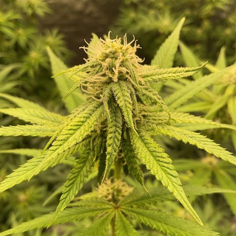 Blackcherry punch growlog timeline photo