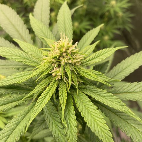 Freebies Mandarin cookies x Mandarin Zkittz #2 growlog timeline photo