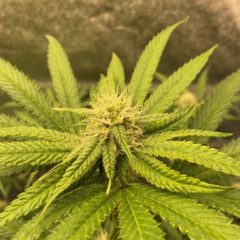 Strawberry Pave #Comp Genetic #Overfarm growlog timeline photo