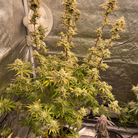 Blackcherry punch growlog timeline photo