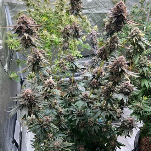 Forbidden Cake growlog timeline photo