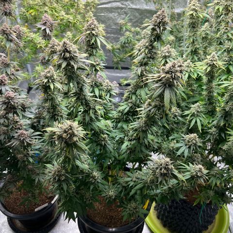Freebies Mandarin cookies x Mandarin Zkittz #2 growlog timeline photo