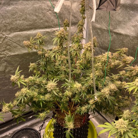 Strawberry Pave #Comp Genetic #Overfarm growlog timeline photo