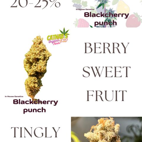 Blackcherry punch growlog timeline photo