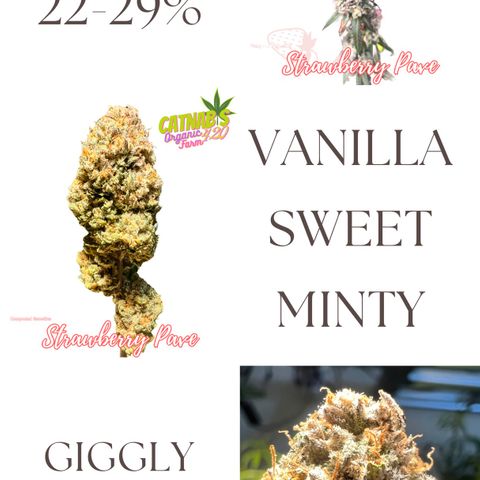 Strawberry Pave #Comp Genetic #Overfarm growlog timeline photo