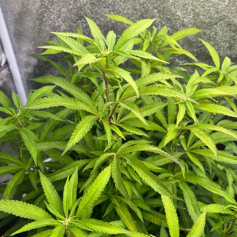 Mimoza evo  growlog timeline photo