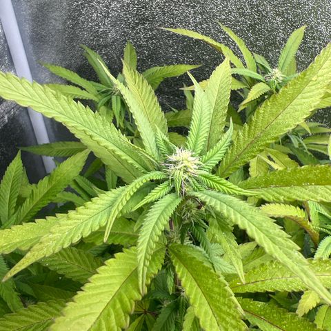 Mimoza evo  growlog timeline photo