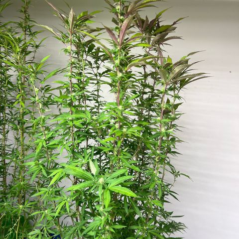 Mimoza evo  growlog timeline photo