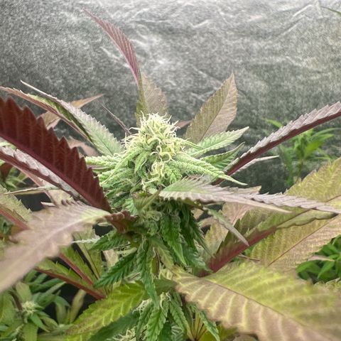 Mimoza evo  growlog timeline photo