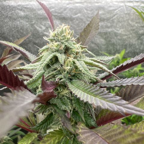 Mimoza evo  growlog timeline photo