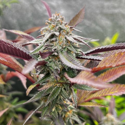 Mimoza evo  growlog timeline photo